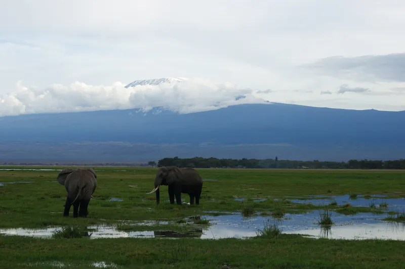 Elephants in a swamp beneath Mount Kilimanjaro, Amboseli National Park, Kenya