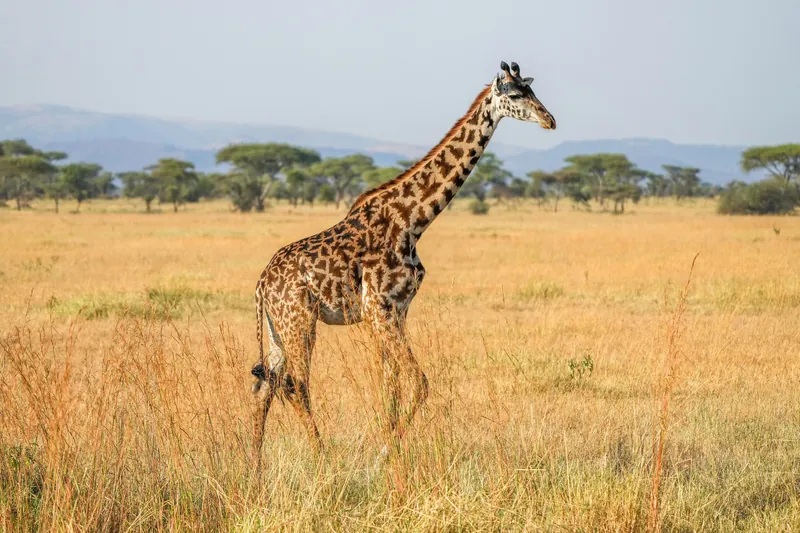 A Masai giraffe walking through golden grass, Serengeti, Tanzania
