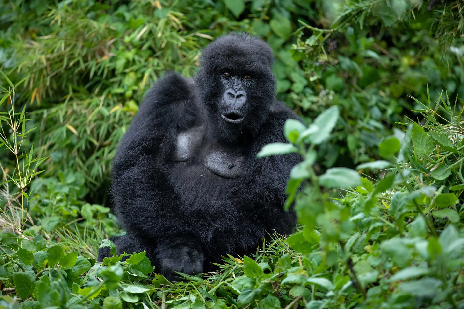 A young mountain gorilla sitting in green foliage, Volcanoes National Park, Rwanda