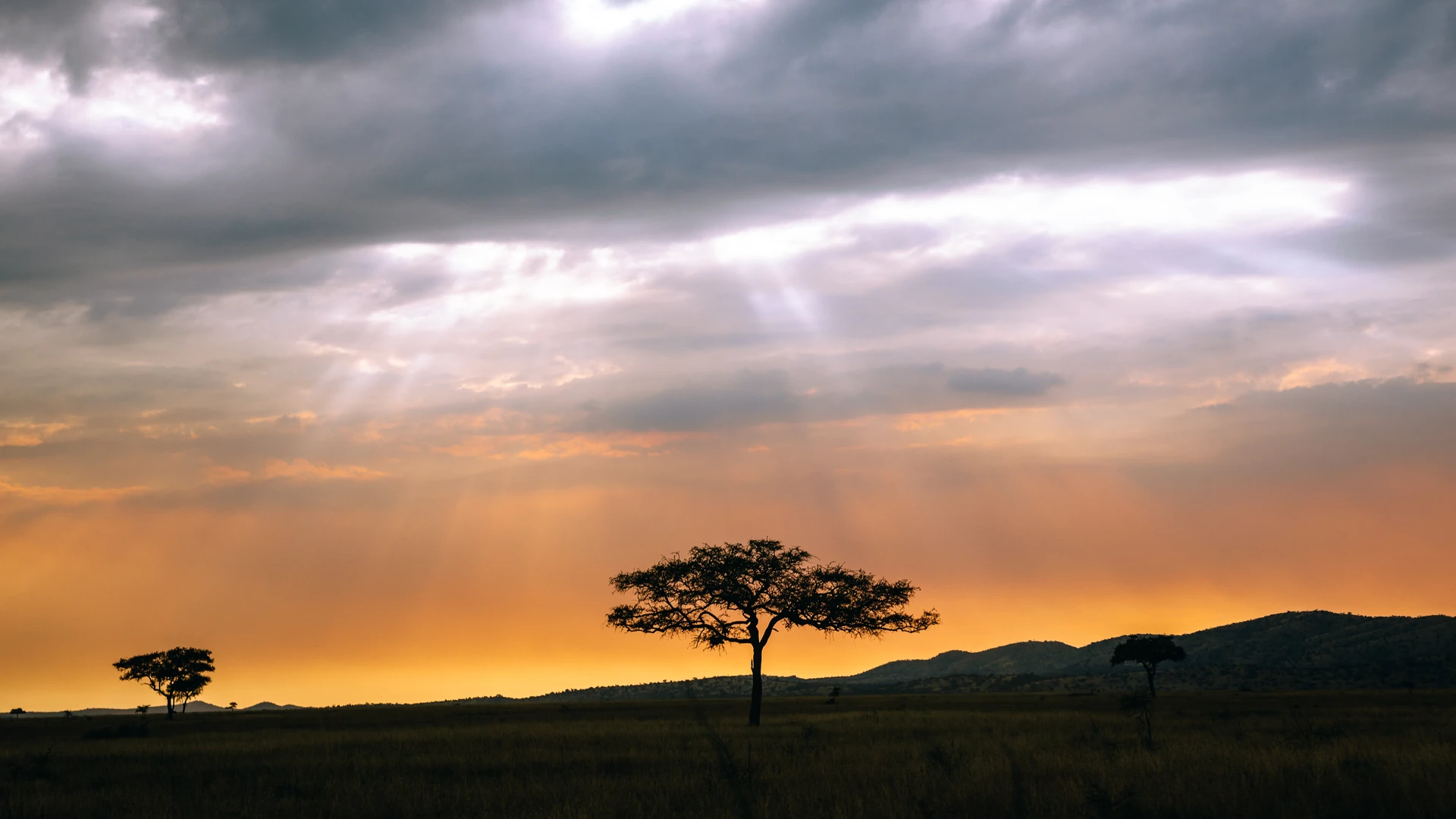 Safari cost calculator for Kenya, Tanzania, Uganda and Rwanda: a lone acacia against a stormy Serengeti sunset