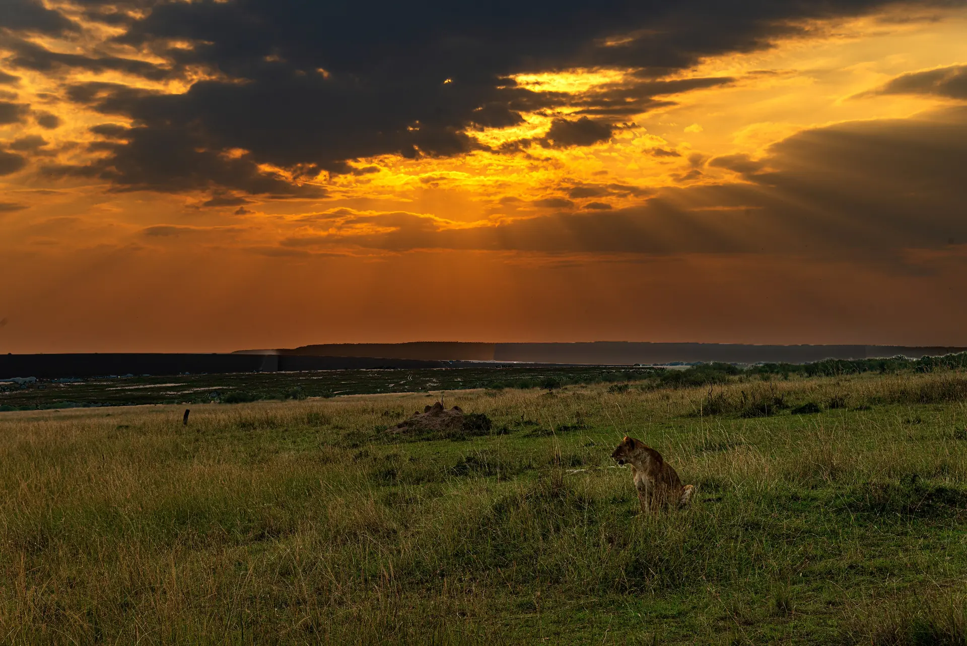A lioness resting in the grass under a darkening sunset sky, Maasai Mara, Kenya