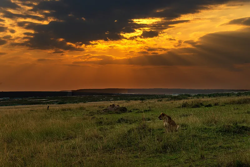 A lioness resting in the grass under a darkening sunset sky, Maasai Mara, Kenya