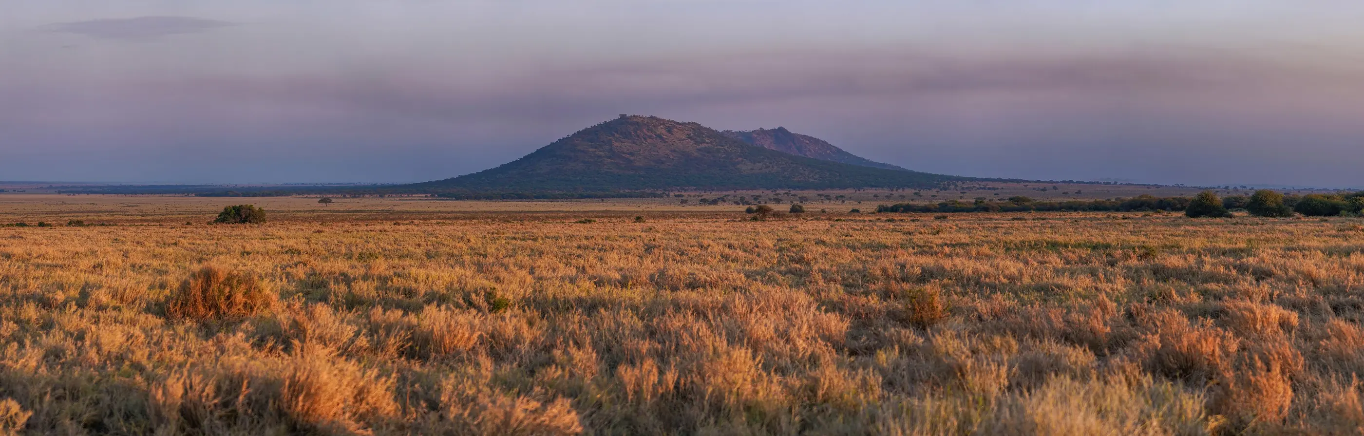 Panorama of the Serengeti plains at sunrise with a distant kopje